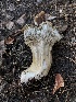  ( - HAY-F-006088)  @11 [ ] by-nc (2023) Dean Lyons Fungal Diversity Survey