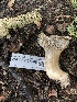  ( - HAY-F-006088)  @11 [ ] by-nc (2023) Dean Lyons Fungal Diversity Survey
