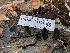  ( - HAY-F-006101)  @11 [ ] by-nc (2023) Dean Lyons Fungal Diversity Survey