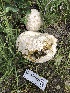  ( - HAY-F-006091)  @11 [ ] by-nc (2023) Dean Lyons Fungal Diversity Survey