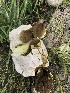  ( - HAY-F-006091)  @11 [ ] by-nc (2023) Dean Lyons Fungal Diversity Survey