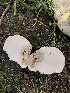  ( - HAY-F-006091)  @11 [ ] by-nc (2023) Dean Lyons Fungal Diversity Survey