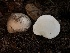  (Handkea - HAY-F-005981)  @11 [ ] by-nc (2023) Dean Lyons Fungal Diversity Survey