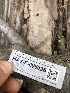 ( - HAY-F-006096)  @11 [ ] by-nc (2023) Dean Lyons Fungal Diversity Survey