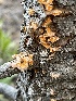  ( - HAY-F-004220)  @11 [ ] by-nc (2023) Jaren Hockert Fungal Diversity Survey
