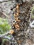  ( - HAY-F-004220)  @11 [ ] by-nc (2023) Jaren Hockert Fungal Diversity Survey