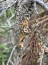  ( - HAY-F-004220)  @11 [ ] by-nc (2023) Jaren Hockert Fungal Diversity Survey