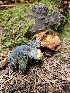  ( - HAY-F-003179)  @11 [ ] by (2023) Mandy Hackney Fungal Diversity Survey