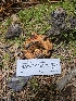  ( - HAY-F-003179)  @11 [ ] by (2023) Mandy Hackney Fungal Diversity Survey