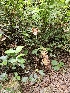  ( - HAY-F-003179)  @11 [ ] by (2023) Mandy Hackney Fungal Diversity Survey