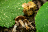 ( - HAY-F-006079)  @11 [ ] by-nc (2023) Dean Lyons Fungal Diversity Survey