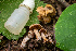  ( - HAY-F-006079)  @11 [ ] by-nc (2023) Dean Lyons Fungal Diversity Survey