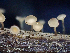  (Cyathicula - HAY-F-006115)  @11 [ ] by-nc (2023) Dean Lyons Fungal Diversity Survey