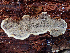  (Phellopilus sp. CA01 - HAY-F-006107)  @11 [ ] by-nc (2023) Dean Lyons Fungal Diversity Survey