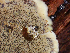  ( - HAY-F-006107)  @11 [ ] by-nc (2023) Dean Lyons Fungal Diversity Survey
