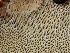  ( - HAY-F-006107)  @11 [ ] by-nc (2023) Dean Lyons Fungal Diversity Survey