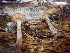  (Kuehneromyces obscurus - HAY-F-006081)  @11 [ ] by-nc (2023) Dean Lyons Fungal Diversity Survey