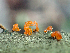  ( - HAY-F-006096)  @11 [ ] by-nc (2023) Dean Lyons Fungal Diversity Survey