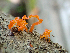  ( - HAY-F-006096)  @11 [ ] by-nc (2023) Dean Lyons Fungal Diversity Survey