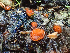  ( - HAY-F-006025)  @11 [ ] by-nc (2023) Dean Lyons Fungal Diversity Survey