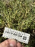  ( - HAY-F-005594)  @11 [ ] c (2023) Rudy Diaz Fungal Diversity Survey
