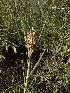  ( - HAY-F-005594)  @11 [ ] c (2023) Rudy Diaz Fungal Diversity Survey