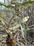  ( - HAY-F-005607)  @11 [ ] c (2023) Rudy Diaz Fungal Diversity Survey