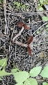  ( - HAY-F-002266)  @11 [ ] by-nc (2023) Thea Chesney Fungal Diversity Survey