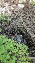  ( - HAY-F-002266)  @11 [ ] by-nc (2023) Thea Chesney Fungal Diversity Survey