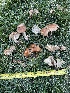  ( - HAY-F-004339)  @11 [ ] by-nc (2023) Jaren Hockert Fungal Diversity Survey