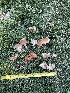  ( - HAY-F-004339)  @11 [ ] by-nc (2023) Jaren Hockert Fungal Diversity Survey
