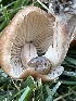  ( - HAY-F-004339)  @11 [ ] by-nc (2023) Jaren Hockert Fungal Diversity Survey