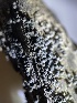  ( - HAY-F-004221)  @11 [ ] by-nc (2023) Jaren Hockert Fungal Diversity Survey