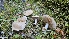  ( - HAY-F-002225)  @11 [ ] by-nc (2023) Thea Chesney Fungal Diversity Survey