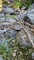  ( - HAY-F-002225)  @11 [ ] by-nc (2023) Thea Chesney Fungal Diversity Survey