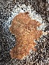  ( - HAY-F-004680)  @11 [ ] by-nc (2023) Taye Bright Fungal Diversity Survey