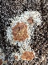  ( - HAY-F-004680)  @11 [ ] by-nc (2023) Taye Bright Fungal Diversity Survey