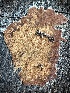  ( - HAY-F-004680)  @11 [ ] by-nc (2023) Taye Bright Fungal Diversity Survey