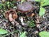  ( - HAY-F-006410)  @11 [ ] by-nc (2023) Damon Tighe Fungal Diversity Survey