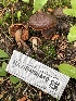  ( - HAY-F-006410)  @11 [ ] by-nc (2023) Damon Tighe Fungal Diversity Survey