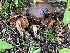  ( - HAY-F-006410)  @11 [ ] by-nc (2023) Damon Tighe Fungal Diversity Survey
