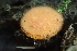  (Scutellinia sp. CA05 - HAY-F-006395)  @11 [ ] by-nc (2023) Damon Tighe Fungal Diversity Survey