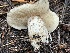  (Suillus subalpinus - HAY-F-006417)  @11 [ ] by-nc (2023) Damon Tighe Fungal Diversity Survey