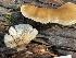  (Hohenbuehelia sp. CA05 - HAY-F-006419)  @11 [ ] by-nc (2023) Damon Tighe Fungal Diversity Survey