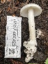  ( - HAY-F-006429)  @11 [ ] by-nc (2023) Damon Tighe Fungal Diversity Survey