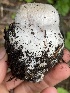  ( - HAY-F-006413)  @11 [ ] by-nc (2023) Damon Tighe Fungal Diversity Survey