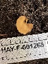  ( - HAY-F-001268)  @11 [ ] by-nc (2023) Aaron Tupac Fungal Diversity Survey