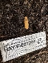  ( - HAY-F-001268)  @11 [ ] by-nc (2023) Aaron Tupac Fungal Diversity Survey