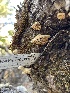  ( - HAY-F-004226)  @11 [ ] by-nc (2023) Jaren Hockert Fungal Diversity Survey