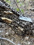  ( - HAY-F-004226)  @11 [ ] by-nc (2023) Jaren Hockert Fungal Diversity Survey